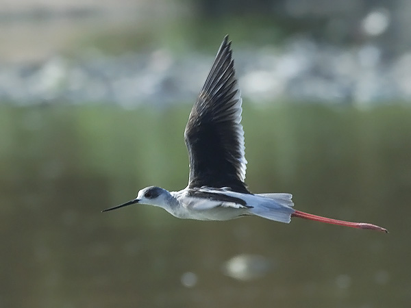 Pitkäjalka, Black-winged Stilt, Himantopus himantopus